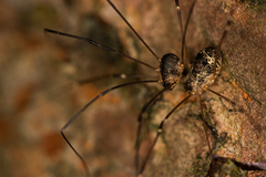 Leiobunum gracile