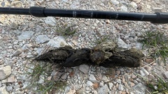 Canis lupus italicus