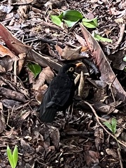 Turdus merula azorensis