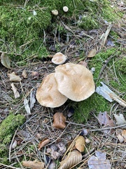 Suillus bovinus