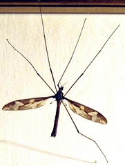 Tipula maxima