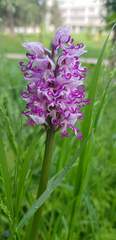 Orchis simia