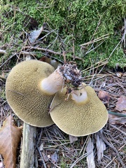 Suillus bovinus