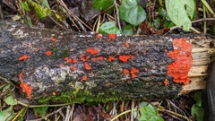 Trametes coccinea