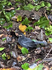 Turdus merula azorensis
