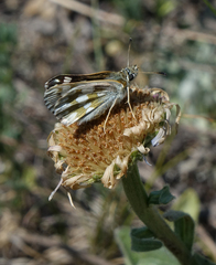 Muschampia cribrellum
