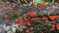 Trametes coccinea