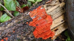 Trametes coccinea