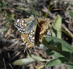 Muschampia cribrellum