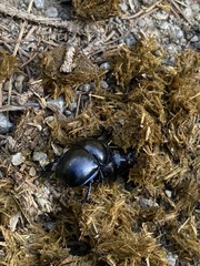 Anoplotrupes stercorosus