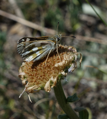 Muschampia cribrellum