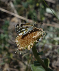 Muschampia cribrellum