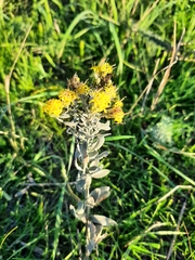 Galatella villosa