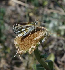 Muschampia cribrellum