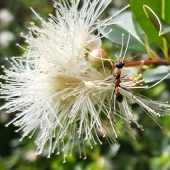 Myrmecia nigrocincta