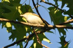 Vireo olivaceus