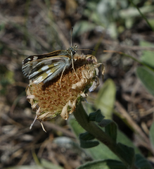 Muschampia cribrellum