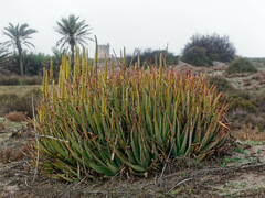 Aloe vera