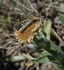 Muschampia cribrellum