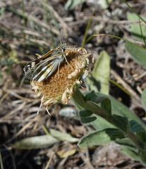 Muschampia cribrellum
