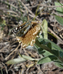 Muschampia cribrellum