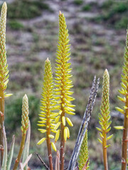 Aloe vera