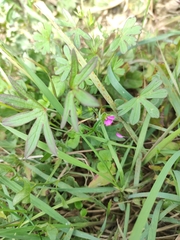 Geranium dissectum