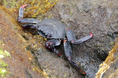 Grapsus adscensionis