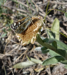 Muschampia cribrellum