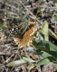 Muschampia cribrellum