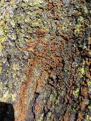Xanthomendoza weberi
