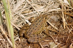 Pelophylax grafi
