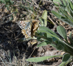 Muschampia cribrellum