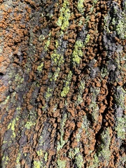 Xanthomendoza weberi