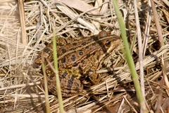 Pelophylax grafi