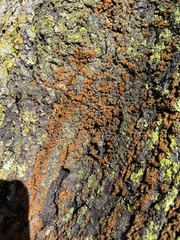 Xanthomendoza weberi