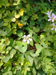 Oxalis latifolia