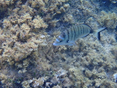 Diplodus puntazzo