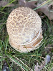 Amanita rubescens