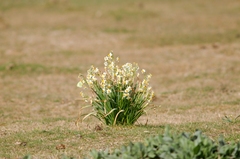 Narcissus tazetta tazetta