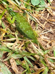 Chamaeleonidae