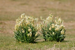 Narcissus tazetta tazetta