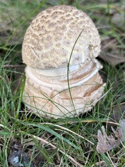 Amanita rubescens