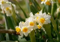 Narcissus tazetta tazetta