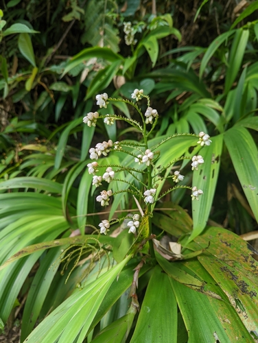 Image of Xiphidium caeruleum by (c) Caleb Catto, some rights reserved (CC BY)