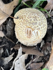 Amanita rubescens