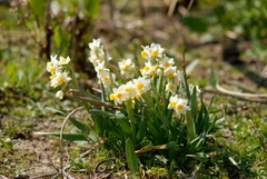 Narcissus tazetta tazetta