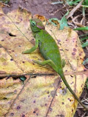 Chamaeleonidae
