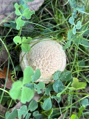 Amanita rubescens
