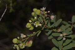 Phyllanthus calycinus